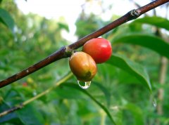 巴拿馬柏林娜莊園咖啡 塔皮卡水洗與蜜處理shb咖啡風味區別描述