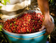 哥斯達黎加咖啡豆淘寶銷量最高介紹 蜜咖啡價格風味描述手衝建議