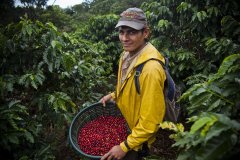 蘇門答臘咖啡風味的形成 蘇門答臘溼式脫殼處理咖啡國過程特點