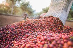 雲南普洱小粒咖啡林潤莊園 特殊處理法雲南咖啡豆口感風味描述
