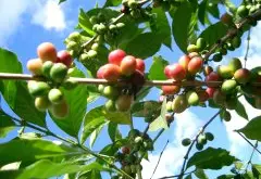 埃塞俄比亞Hambela 1有機天然阿拉卡咖啡風味描述 有什麼香氣特點