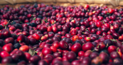 肯尼亞AB柯瑪緹娜小紅莓水洗咖啡 咖啡杯測風味描述特點含水率