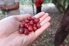 喀麥隆Oku Valley咖啡介紹 喀麥隆水洗咖啡豆風味描述種植土壤