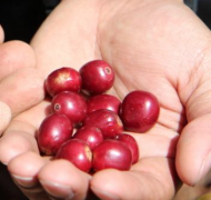 瓜地馬拉侯拉帕咖啡史介紹 拉洛瑪莊園咖啡品種 咖啡杯測口感怎樣
