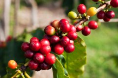 危地馬拉薩爾奇綠門莊園咖啡介紹 薇拉沙奇咖啡品種雜交水洗風味