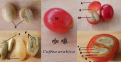 咖啡生豆如何烘焙 生豆烘焙後咖啡質量如何咖啡口感味道怎麼樣