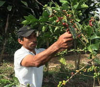 緬甸莫谷 Mogok產區 紅寶石100% 精品中淺焙咖啡豆杯測報告
