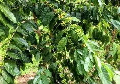 Costa Rica舊金山莊園San Francisco Farm厭氧發酵處理咖啡風味