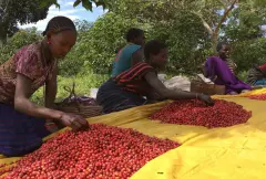 埃塞俄比亞Buku Abel牡丹咖啡豆介紹 非洲總冠軍莊園咖啡價格