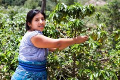 哥斯大黎加咖啡產區寶藏莊園 百香蜜淺焙咖啡豆風味口感描述特點
