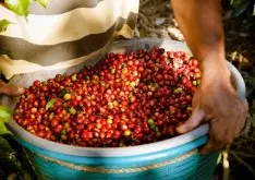 肯尼亞Nyeri Gatomboya全洗皇冠咖啡 肯尼亞的水洗SL34品種風味