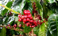 哥斯大黎加咖啡豆百香蜜處理法介紹 美景莊園百香蜜咖啡風味描述