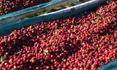 夏夢詩印度尼西亞蘇門答臘島Samosir島介紹 咖啡半水洗價格