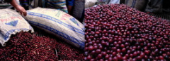 肯尼亞卡巴雷合作社孔魚處理廠傳統肯亞式水洗處理法咖啡風味