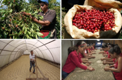 中美洲咖啡生產國有哪些?中美洲最大的咖啡生產國咖啡地域風味