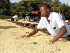 衣索比亞德博洗滌站咖啡處理法 淺焙蜜處理咖啡豆風味描述