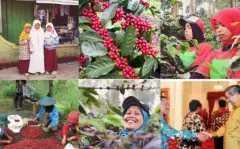 印尼金色山脈莊園高山有機栽培全日曬精品咖啡豆烘焙杯測報告