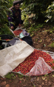 巴拿馬卡託瓦咖啡豆種100％阿拉比卡卡杜拉淺焙咖啡豆風味