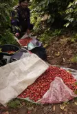巴拿馬卡託瓦咖啡豆種100％阿拉比卡卡杜拉淺焙咖啡豆風味