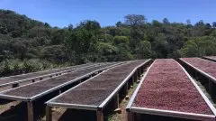 埃塞俄比亞利姆咖啡產區 利姆格拉水洗咖啡手衝口感 咖啡豆含水率