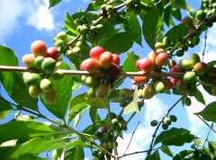 巴拿馬瑰夏咖啡豆90+展望紅寶石N2咖啡風味口感特點描述處理方式