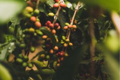 烏干達Rwenzori咖啡產區自然處理咖啡豆風味特點製作過程杯測描述
