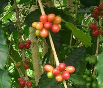 哥倫比亞塔皮亞斯峽谷莊園咖啡 Caturra咖啡豆AA級含水率風味描述