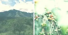 哥倫比亞cerro azul莊園介紹 Enano侏儒藝伎品種咖啡豆風味描述