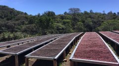 薩爾瓦多Suncita莊園咖啡故事 波旁水洗咖啡豆風味描述價格多少錢