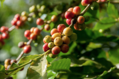 拉斯拉哈斯莊園產什麼咖啡年產量多少 淺烘焙紅蜜處理咖啡風味