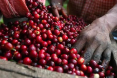 咖啡綜合豆曼摩咖啡風味怎麼描述 曼摩咖啡調配比例咖啡烘培程度