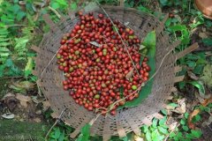 哥倫比亞拉喬雷拉莊園脫因咖啡 水洗卡圖拉咖啡豆杯測風味描述