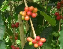 埃塞俄比亞果丁丁合作社咖啡杯測 果丁丁合作社咖啡風味描述烘焙