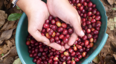爪哇巽他羣島咖啡豆年產量 Pak Dadi農場水洗咖啡豆特點風味