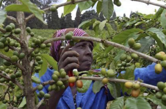 盧安達Gitesi農場介紹 盧安達最佳的咖啡卡洛基水洗咖啡味道