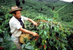 玻利維亞Bolivia Cenaproc咖啡口感風味描述 咖啡豆衝煮建議