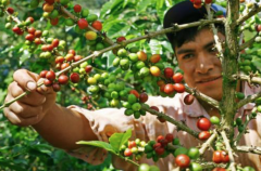 哥倫比亞 MDLS 莊園故事介紹 MDLS咖啡豆口感特點 咖啡衝煮方式