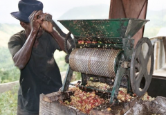 埃塞俄比亞Knots family處理廠咖啡豆處理方式 咖啡生豆含水量