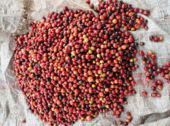 肯尼亞咖啡故鄉金王吉處理廠 Aaggard Pulper咖啡果肉處理風味