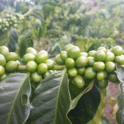 尼加拉瓜聖何塞農場咖啡介紹 天然黃帕卡馬拉咖啡豆風味拔罐筆記