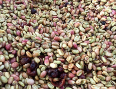 盧旺達Nyarusiza洗滌廠咖啡 100％紅波旁咖啡豆種植海拔面積味道