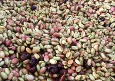 盧旺達Nyarusiza洗滌廠咖啡 100％紅波旁咖啡豆種植海拔面積味道