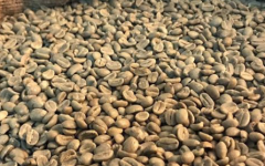 衣索比亞達摩鳳蝶杯測分數 阿諾雷莎Aroresa水洗處理咖啡風味