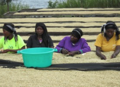 盧旺達Rutsiro產區凱基歐咖啡豆介紹 咖啡生豆處理法咖啡香氣怎樣