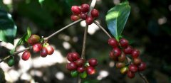 巴西山多士咖啡特點風味口感描述好喝嗎 巴西山多士咖啡價格處理