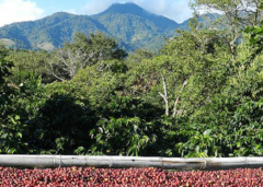 咖啡膠質體是什麼 夏威夷科納咖啡去膠質體 五種咖啡製作方法介紹