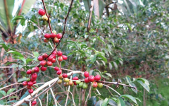 哥倫比亞薇菈地區康朵聖奧古斯汀咖啡豆處理法 咖啡年產量多少
