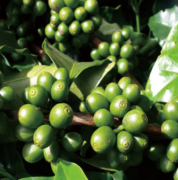 新幾內亞Hagen產區班帶蝶 AA 水洗處理法咖啡豆特點風味描述