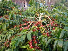 贊比亞lupili農場咖啡特點怎麼樣 AA級咖啡豆烘焙程度風味口感