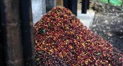 衣索比亞古吉/耶家雪菲/西達摩/哈拉產區水洗日曬咖啡豆風味描述